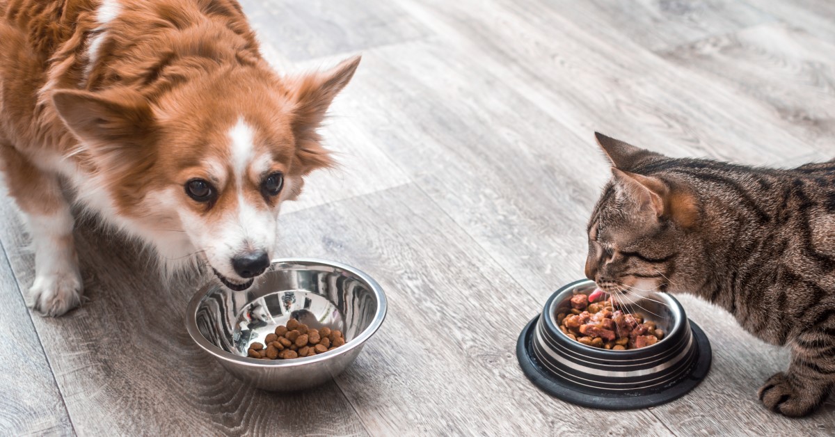 Alimentación balanceada para mascotas