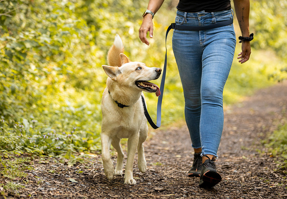 Ejercicio diario para perros
